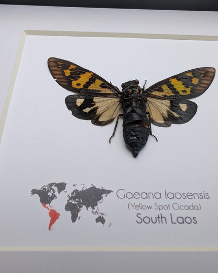 Framed Yellow Spot Cicada, Gaeana laosensis Entomology Wall Art (6x6)