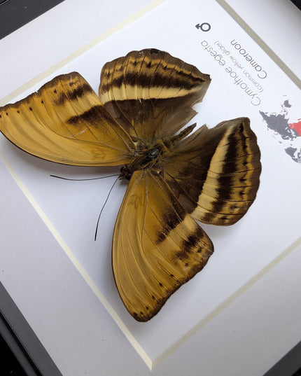 Framed Cymothoe Egesta Butterfly, African Glider Taxidermy, Entomology Gift, 6x6