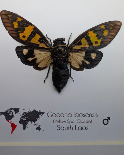 Framed Yellow Spot Cicada, Gaeana laosensis Entomology Wall Art (6x6)