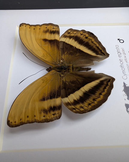 Framed Cymothoe Egesta Butterfly, African Glider Taxidermy, Entomology Gift, 6x6