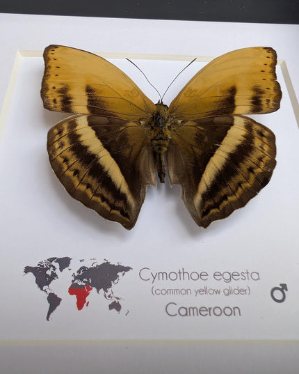 Framed Cymothoe Egesta Butterfly, African Glider Taxidermy, Entomology Gift, 6x6