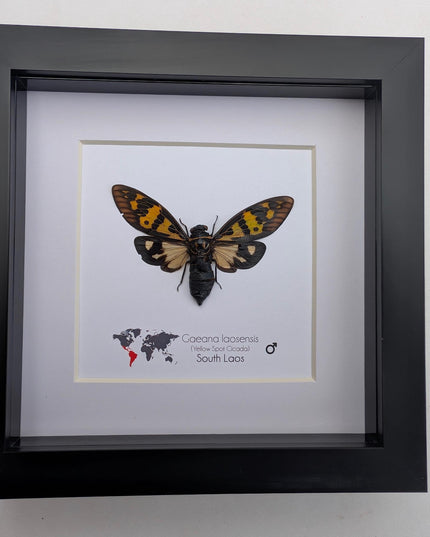 Framed Yellow Spot Cicada, Gaeana laosensis Entomology Wall Art (6x6)