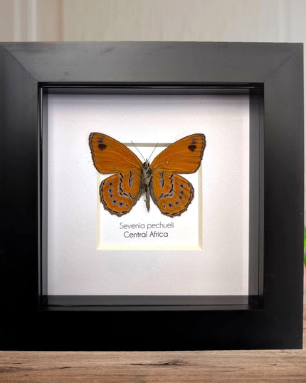 Sevenia pechueli , pechuel's tree nymph, taxidermy butterfly, natur art, central africa, frame 4"x4"