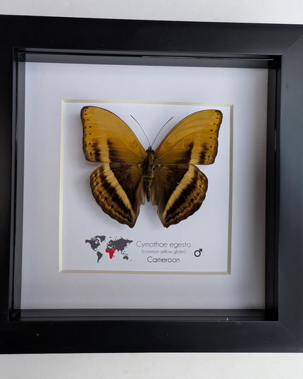 Framed Cymothoe Egesta Butterfly, African Glider Taxidermy, Entomology Gift, 6x6