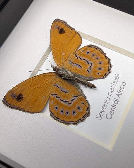 Sevenia pechueli , pechuel's tree nymph, taxidermy butterfly, natur art, central africa, frame 4"x4"