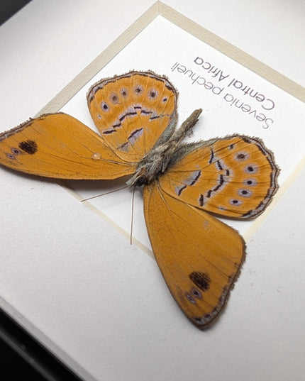 Sevenia pechueli , pechuel's tree nymph, taxidermy butterfly, natur art, central africa, frame 4"x4"