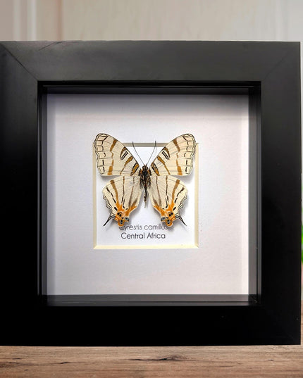 Cyrestis elegans,  elegant map butterfly from madagascar, taxidermy butterfly, frame 4"x4"