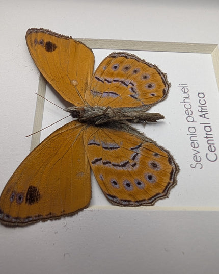 Sevenia pechueli , pechuel's tree nymph, taxidermy butterfly, natur art, central africa, frame 4"x4"