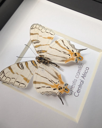 Cyrestis elegans,  elegant map butterfly from madagascar, taxidermy butterfly, frame 4"x4"