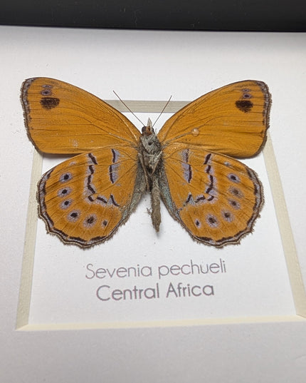 Sevenia pechueli , pechuel's tree nymph, taxidermy butterfly, natur art, central africa, frame 4"x4"