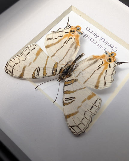Cyrestis elegans,  elegant map butterfly from madagascar, taxidermy butterfly, frame 4"x4"
