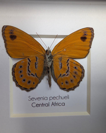 Sevenia pechueli , pechuel's tree nymph, taxidermy butterfly, natur art, central africa, frame 4"x4"