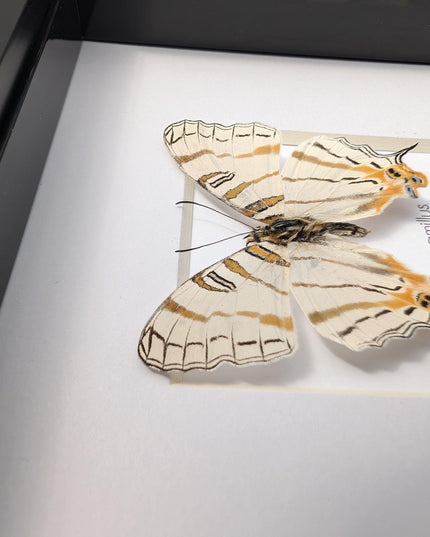 Cyrestis elegans,  elegant map butterfly from madagascar, taxidermy butterfly, frame 4"x4"