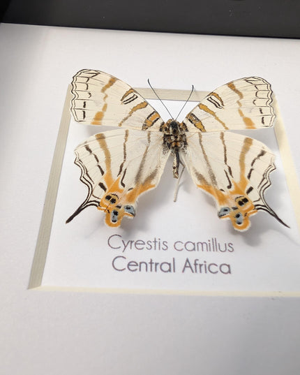Cyrestis elegans,  elegant map butterfly from madagascar, taxidermy butterfly, frame 4"x4"