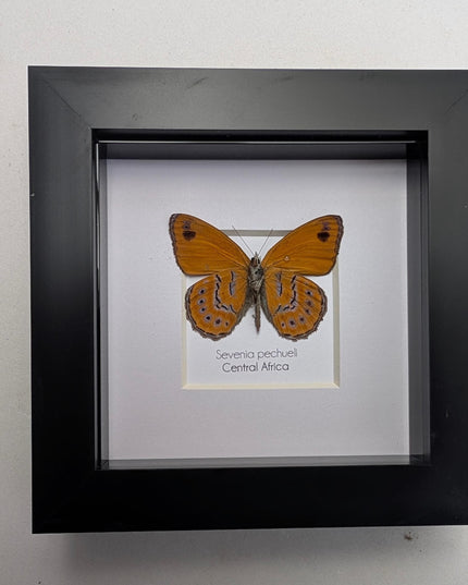 Sevenia pechueli , pechuel's tree nymph, taxidermy butterfly, natur art, central africa, frame 4"x4"