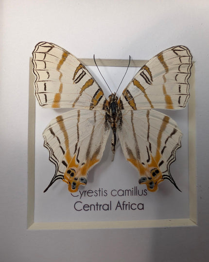 Cyrestis elegans,  elegant map butterfly from madagascar, taxidermy butterfly, frame 4"x4"