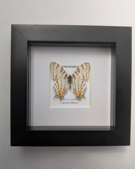 Cyrestis elegans,  elegant map butterfly from madagascar, taxidermy butterfly, frame 4"x4"