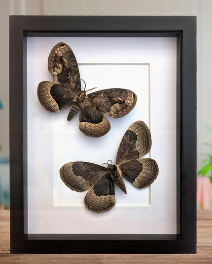 Framed Porphyry Emperor Moth Set, Taxidermy Wall Decor (8x10)