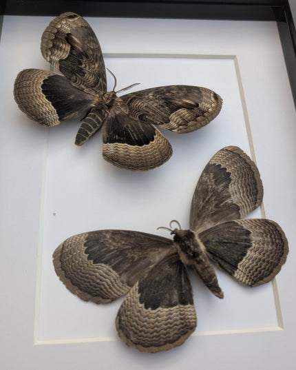 Framed Porphyry Emperor Moth Set, Taxidermy Wall Decor (8x10)