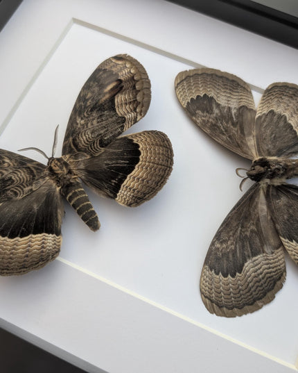 Framed Porphyry Emperor Moth Set, Taxidermy Wall Decor (8x10)