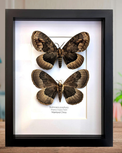 Framed Porphyry Emperor Moth Set, 8x10 Taxidermy Wall Decor