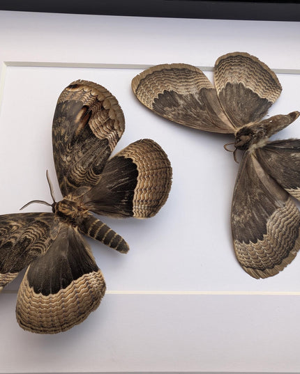 Framed Porphyry Emperor Moth Set, Taxidermy Wall Decor (8x10)
