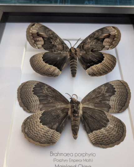 Framed Porphyry Emperor Moth Set, 8x10 Taxidermy Wall Decor