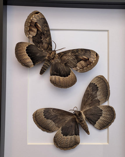 Framed Porphyry Emperor Moth Set, Taxidermy Wall Decor (8x10)