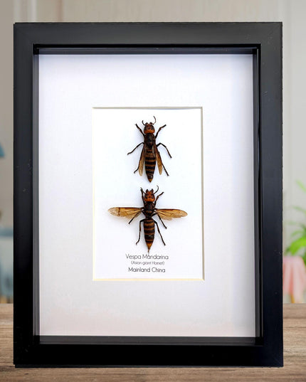 Ethically sourced asian giant hornet pair: vespa mandarina wall decor