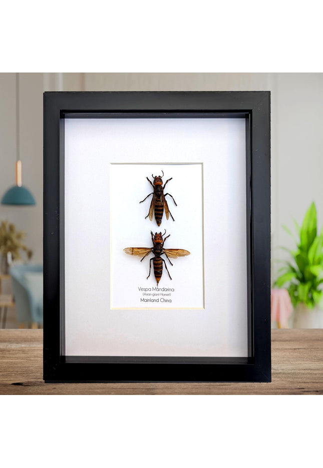Ethically sourced asian giant hornet pair: vespa mandarina wall decor