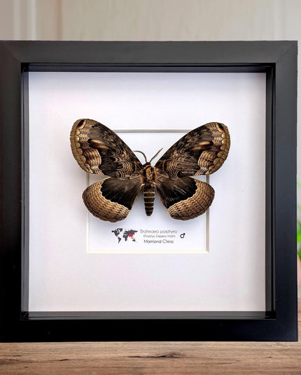 Framed Porphyry Emperor Moth, Chinese Owl Silkmoth, Entomology Decor (8x8)