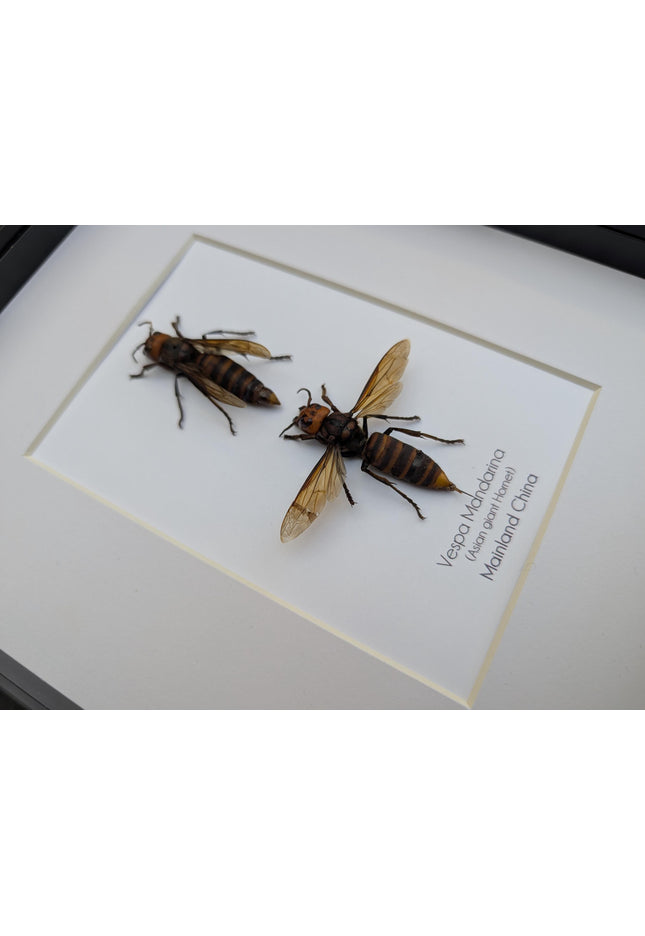 Ethically sourced asian giant hornet pair: vespa mandarina wall decor