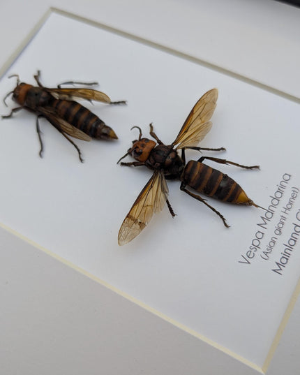 Ethically sourced asian giant hornet pair: vespa mandarina wall decor