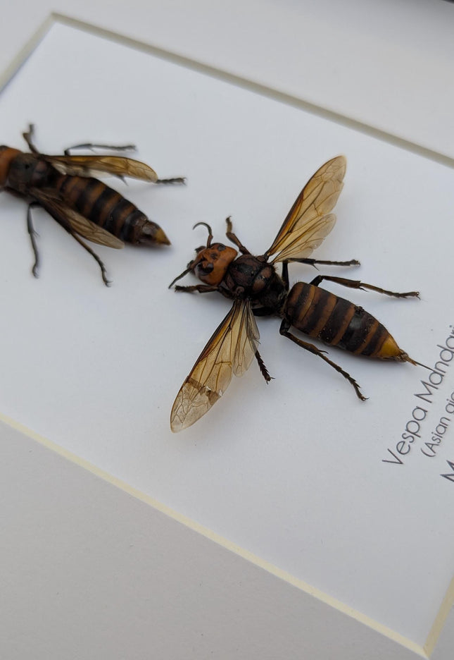 Ethically sourced asian giant hornet pair: vespa mandarina wall decor