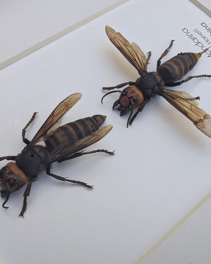 Ethically sourced asian giant hornet pair: vespa mandarina wall decor