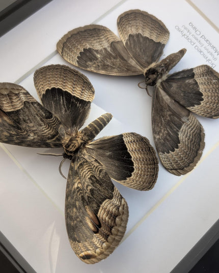 Framed Porphyry Emperor Moth Set, 8x10 Taxidermy Wall Decor