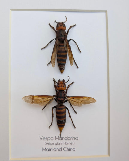 Ethically sourced asian giant hornet pair: vespa mandarina wall decor
