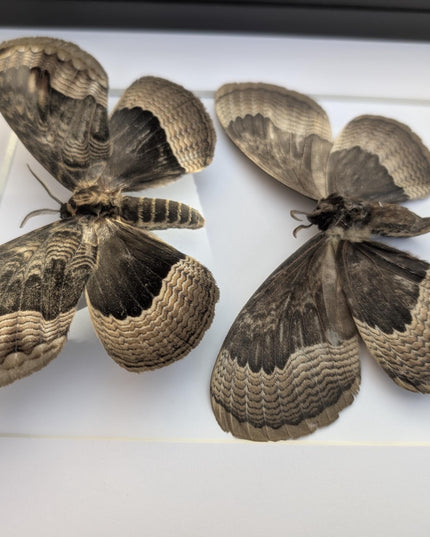 Framed Porphyry Emperor Moth Set, 8x10 Taxidermy Wall Decor