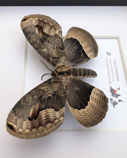 Framed Porphyry Emperor Moth, Chinese Owl Silkmoth, Entomology Decor (8x8)