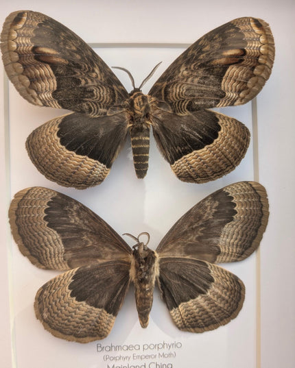 Framed Porphyry Emperor Moth Set, 8x10 Taxidermy Wall Decor