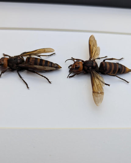 Ethically sourced asian giant hornet pair: vespa mandarina wall decor