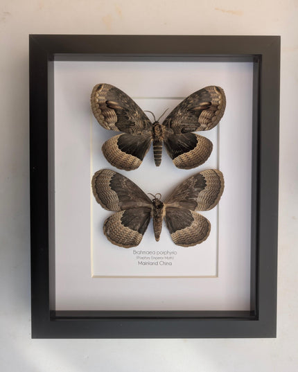 Framed Porphyry Emperor Moth Set, 8x10 Taxidermy Wall Decor