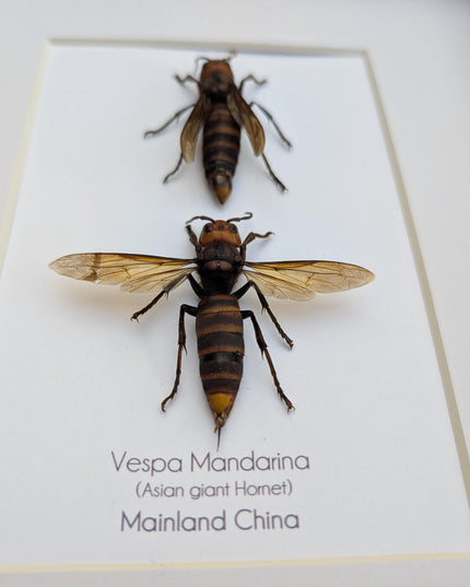 Ethically sourced asian giant hornet pair: vespa mandarina wall decor
