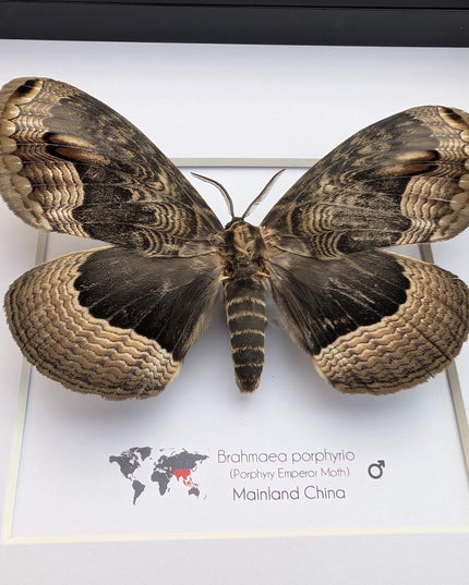 Framed Porphyry Emperor Moth, Chinese Owl Silkmoth, Entomology Decor (8x8)