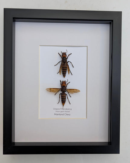 Ethically sourced asian giant hornet pair: vespa mandarina wall decor