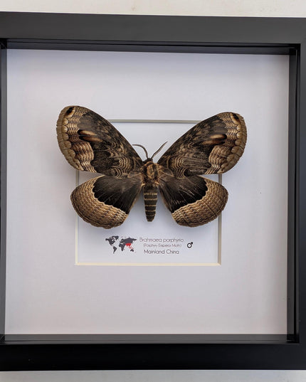 Framed Porphyry Emperor Moth, Chinese Owl Silkmoth, Entomology Decor (8x8)