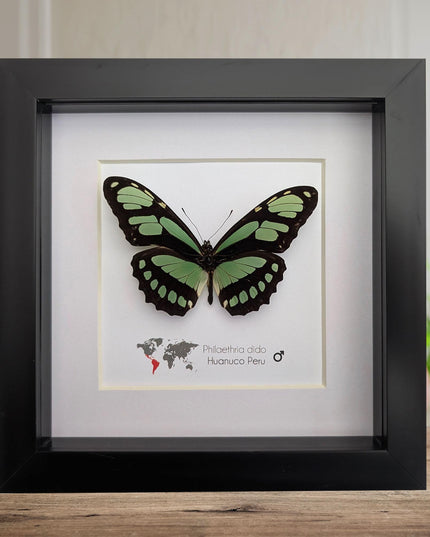 Framed philaethria dido butterfly: ethically sourced entomology wall art