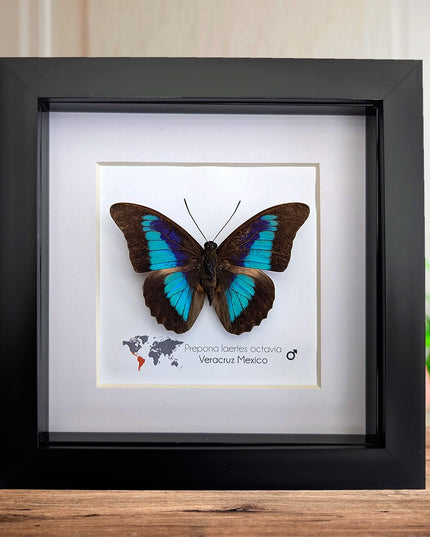 Framed Shaded-Blue Leafwing Butterfly, Prepona Laertes, Nature Wall Art