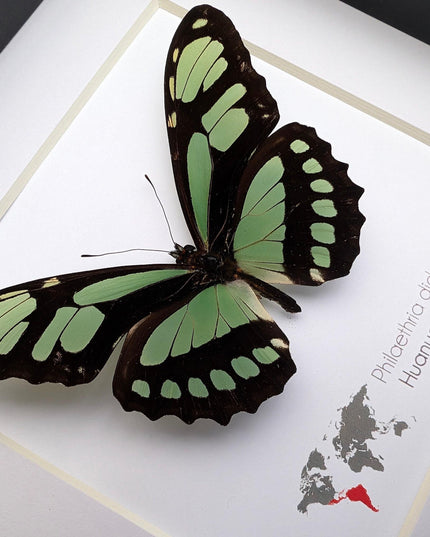 Framed philaethria dido butterfly: ethically sourced entomology wall art