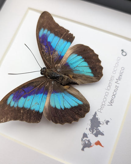 Framed Shaded-Blue Leafwing Butterfly, Prepona Laertes, Nature Wall Art